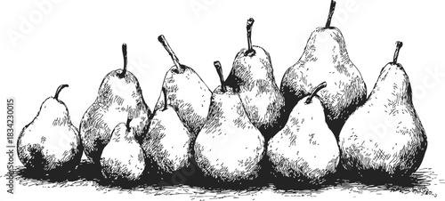 Pears sketch hand drawn group of whole fruits with stems. Vector illustration