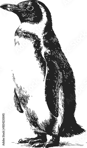 Penguin hand drawn sketch, standing side view, detailed black and white. Vector illustration