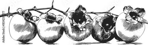 Persimmon branch sketch hand drawn with ripe fruit and leaves. Vector illustration