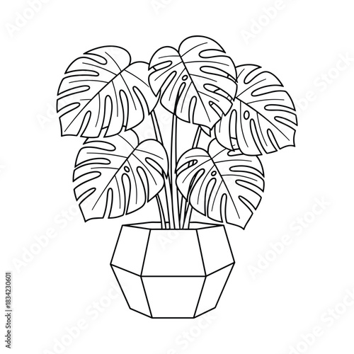 Monstera deliciosa plant with large split leaves in a geometric pot line art illustration