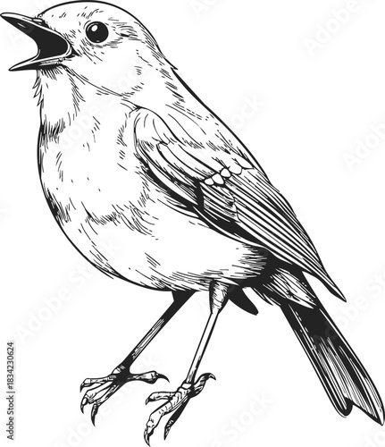 Bird sketch hand drawn singing songbird detailed line art. Vector illustration