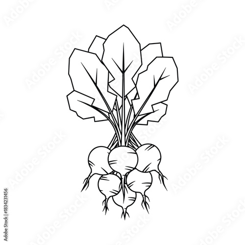 Hand drawn sketch of a bunch of fresh radishes with green leaves on a white background