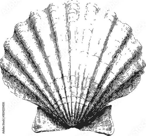Scallop shell sketch, hand drawn vector, detailed fan-shaped seashell with radiating ribs. Vector illustration