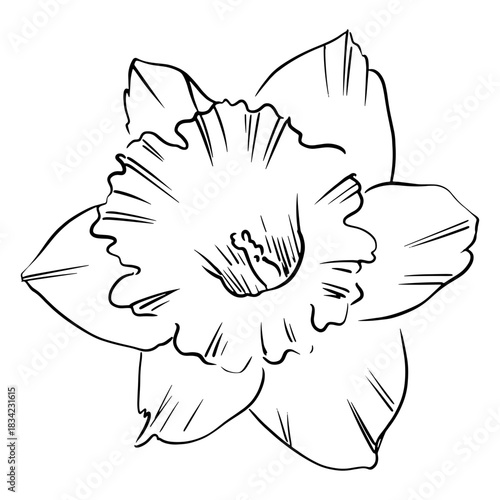 Narcissus flower front hand drawn