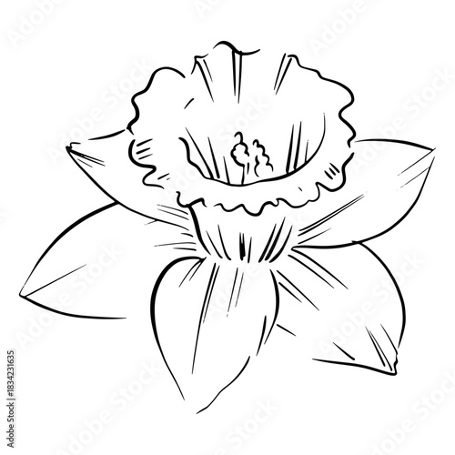 Narcissus flower hand drawn