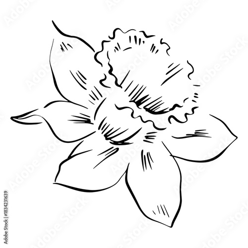 Narcissus flower side hand drawn