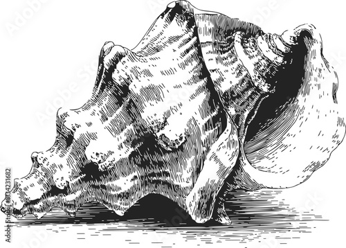 Conch shell sketch, hand drawn vector, detailed textured seashell illustration. Vector illustration