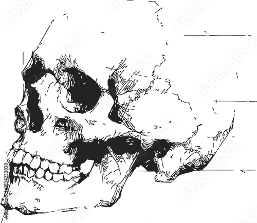 Human skull sketch hand drawn side view with detailed bone structure. Vector illustration