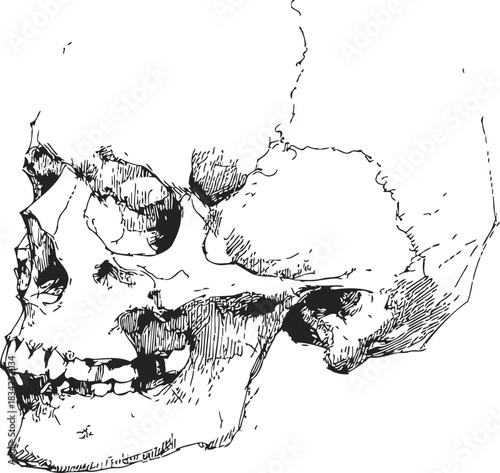 Human skull sketch, hand drawn lateral view with detailed bone structure. Vector illustration