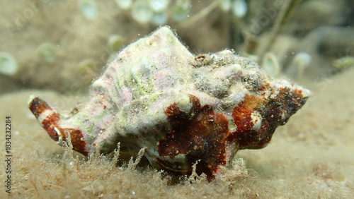 Sea snail trunculus murex or banded murex, trunk murex, banded dye-murex (Hexaplex trunculus) close-up undersea, Ligurian Sea, Italy, Imperia
