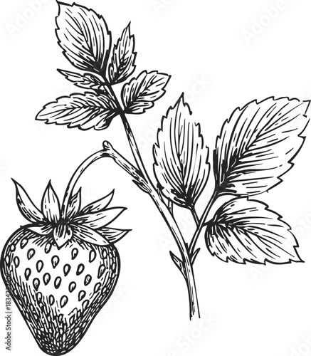 Strawberry plant sketch with ripe fruit and detailed leaves. Vector illustration