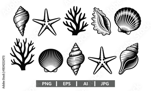 Elegant seashell collection for coastal designs and ocean themed creative projects