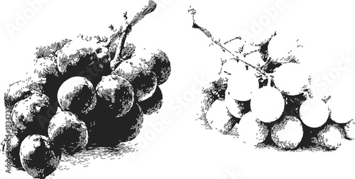 Grape bunch sketch hand drawn style with detailed shading and two clusters. Vector illustration