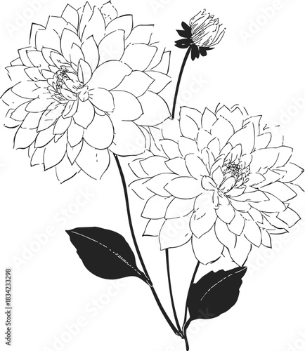 Dahlia flowers sketch hand drawn with detailed petals and leaves. Vector illustration