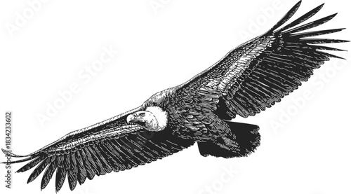 Vulture sketch hand drawn soaring with wings spread detailed feathers. Vector illustration