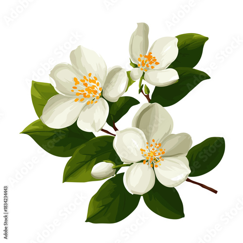 Vector illustration of 3 jasmine flowers