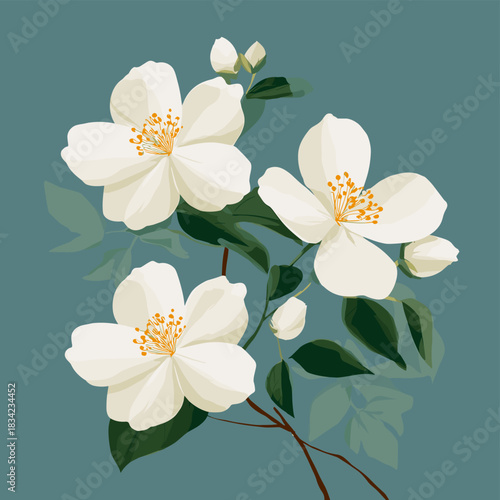 Vector illustration of 3 jasmine flowers