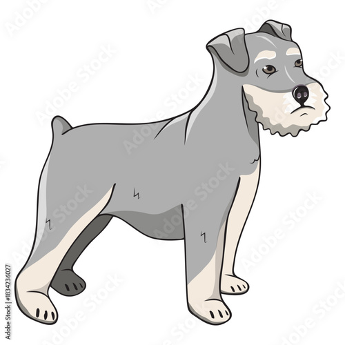 Schnauzer dog side illustration
