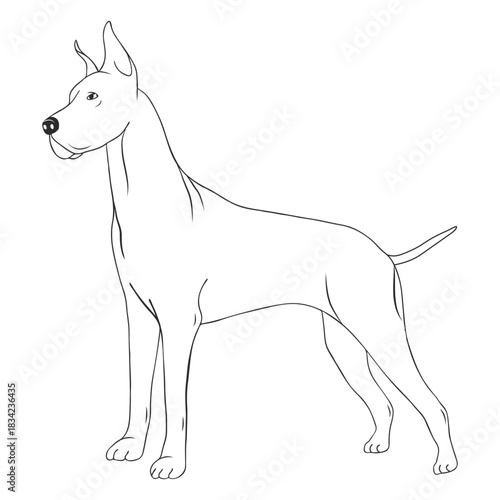 Great dane dog side stroke