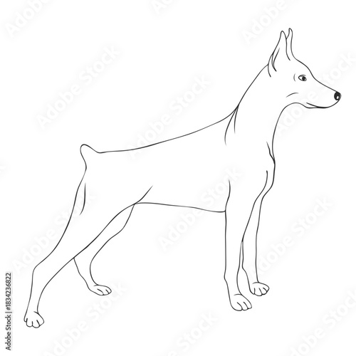 Side doberman dog stroke