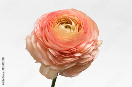 Blühende Ranunkel vor weißem Hintergrund