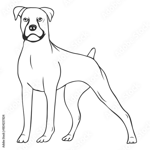 Standing boxer dog stroke