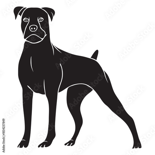 Standing boxer dog black