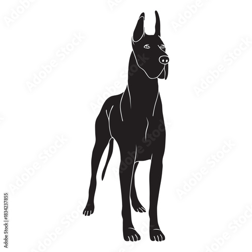 Standing great dane dog black