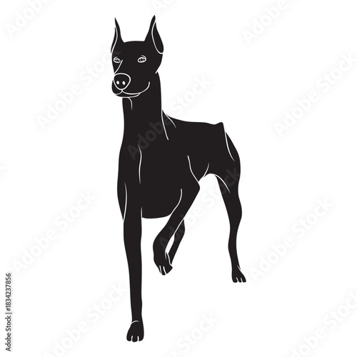Standing doberman dog black