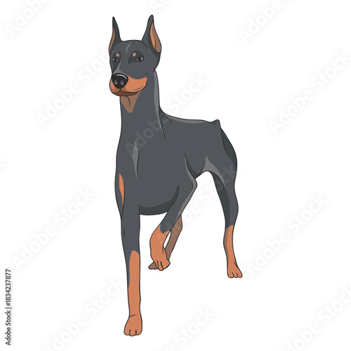 Standing doberman dog illustration