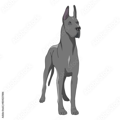 Standing great dane dog illustration