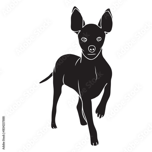 Standing pinscher dog black