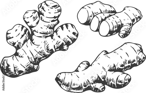 Organic ginger root depicted in a detailed hand-drawn sketch. Suitable for medicine, food ingredients, plant illustrations, and healthy lifestyle visuals.-ginger-root02