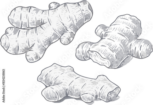Ginger root vector illustration in hand-drawn style, perfect for culinary, herbal medicine, organic products, and botanical or food-related design projects.-ginger-root02x