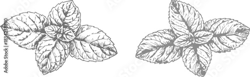 Hand-drawn mint leaf illustration highlighting intricate veins and natural form. Ideal for botanical artwork, culinary designs, herbal products, and organic or nature-inspired visuals.