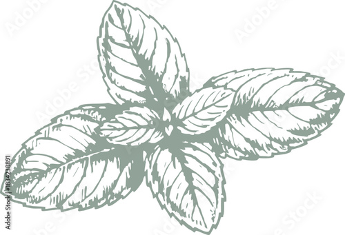 Detailed sketch of a mint leaf showing texture and structure. Perfect for herbal packaging, culinary projects, botanical art, and natural wellness design concepts.