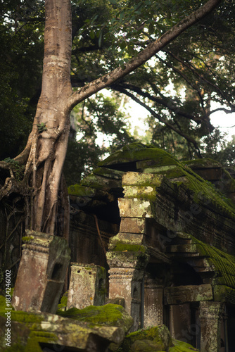 Photos Ancient Tree Roots Over Mossy Angkor Temple Roof In Cambodian Jungle