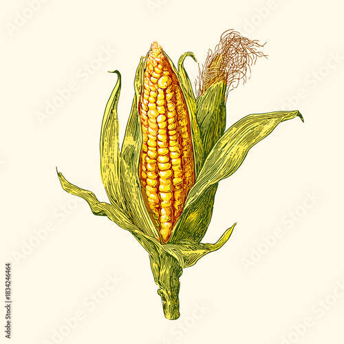 Vector illustration of a rustic ear of corn with the husk