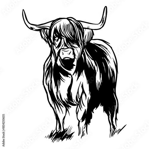 Highland cattle graphic