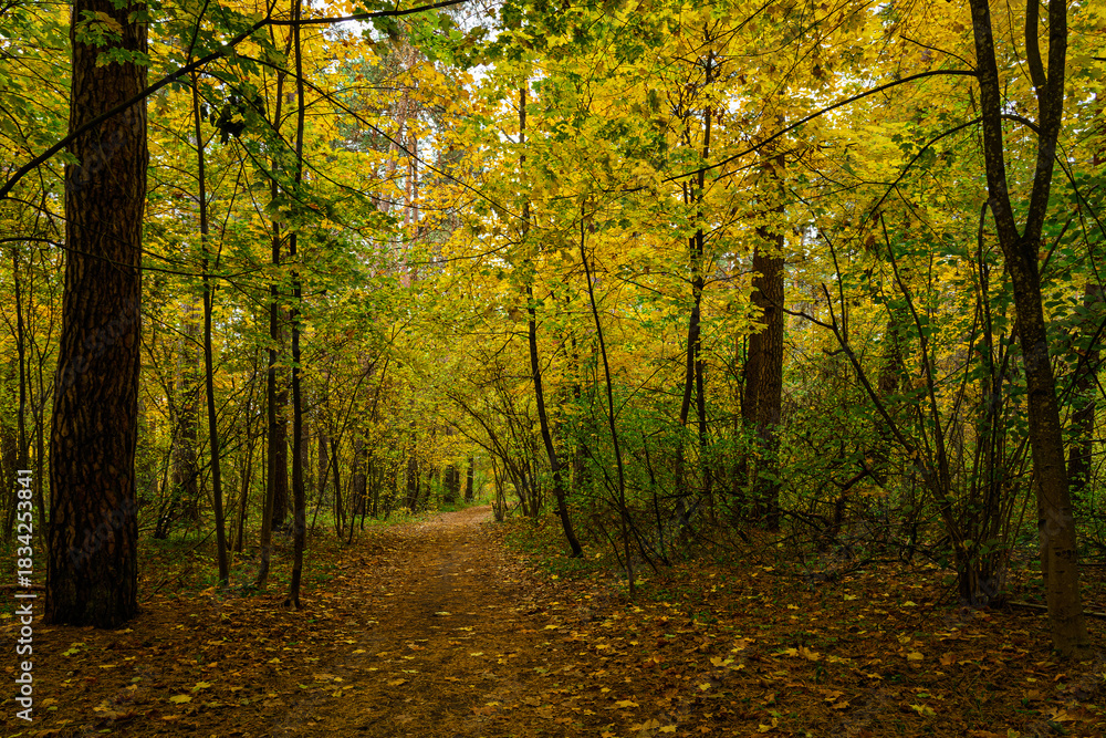 Obraz premium Forest path in autumn park covered with falling leaves. Beautiful woodland landscape during fall season for nature background.