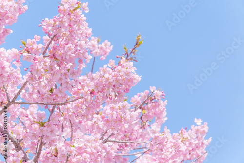 青空に映える満開の河津桜