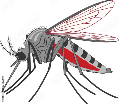 Detailed illustration of a bloodengorged female mosquito against a white background