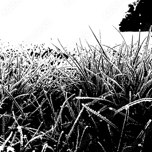 Monochrome closeup of grass blades covered in frost.