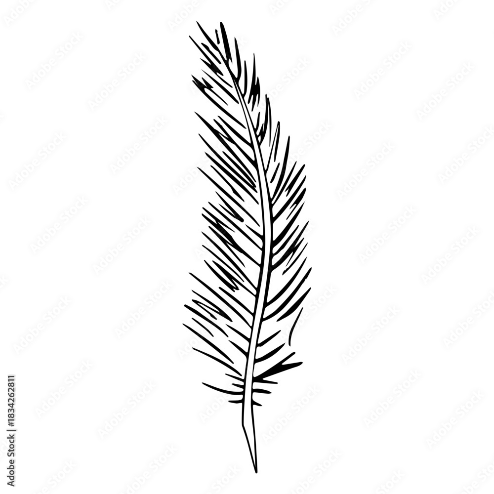Fototapeta premium Thin strands feather
