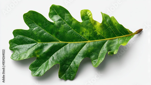 A single green oak leaf with visible veins and serrated edges isolated on a white background