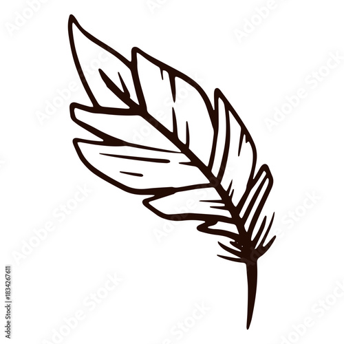 Quill feather hand drawn