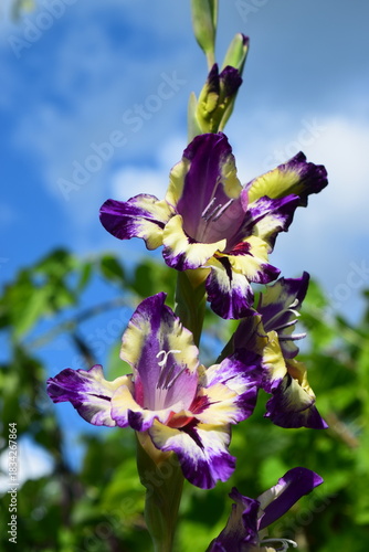 Gladiolus 'Circus color' flower on bright blue sky background