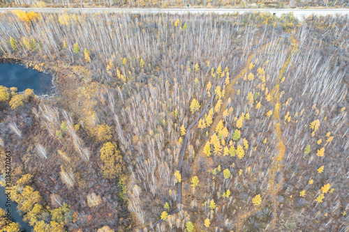 Aerial view of a birch forest in the Greater Khingan Mountains in autumn.