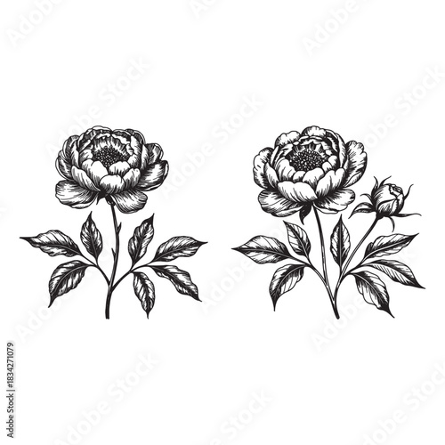 Vintage Vector Peony Flower Illustrations, Black and White Botanical Engravings