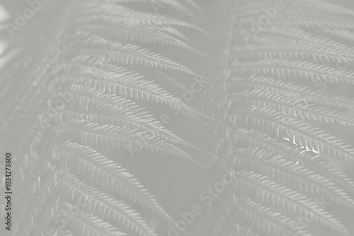 Cloud Dancer fern plant in monochrome color. Forest Cloud Dancer colored fern plants. Trendy color 2026